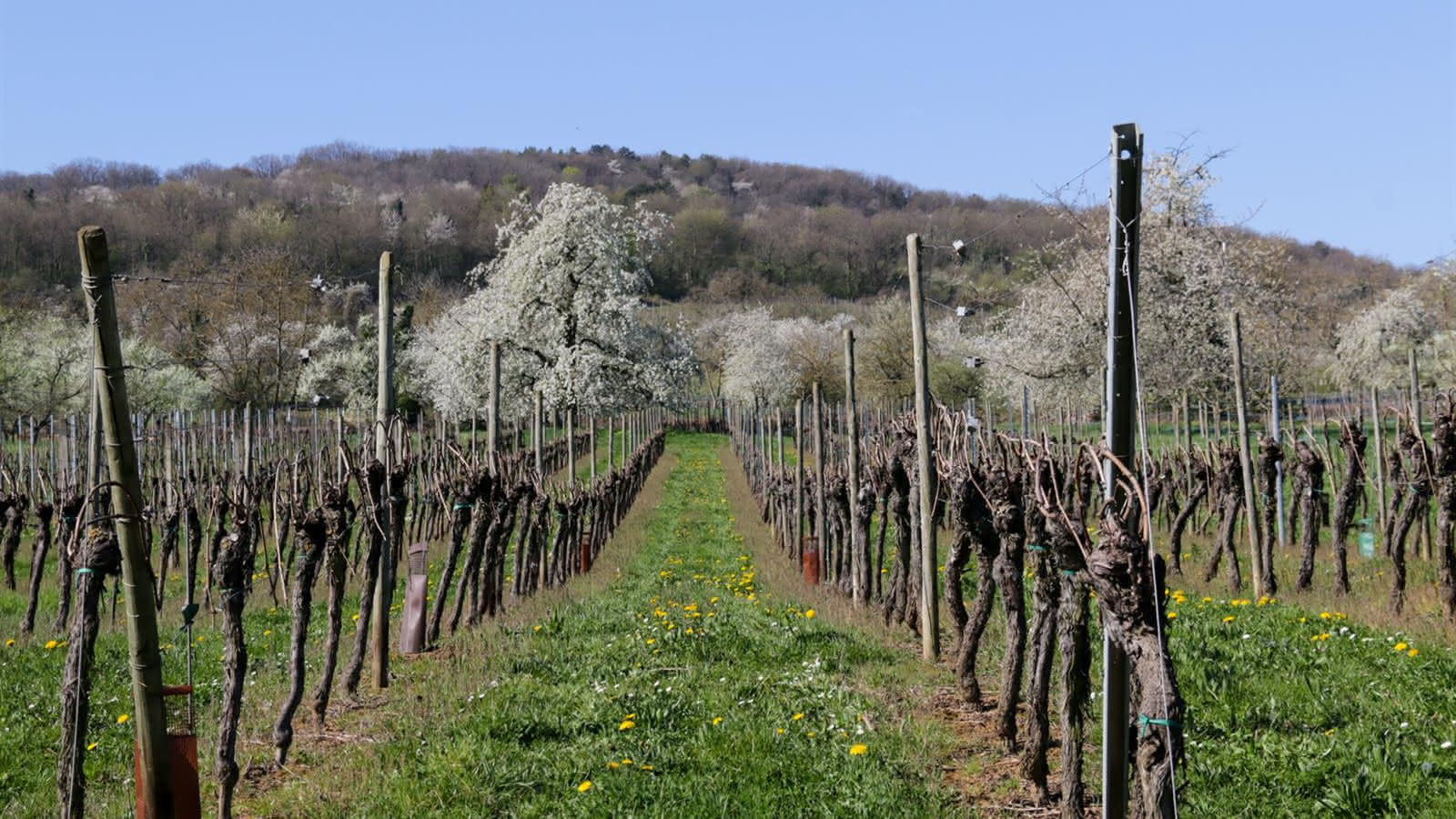 Randonnée printanière sur la route des cerisiers en Alsace